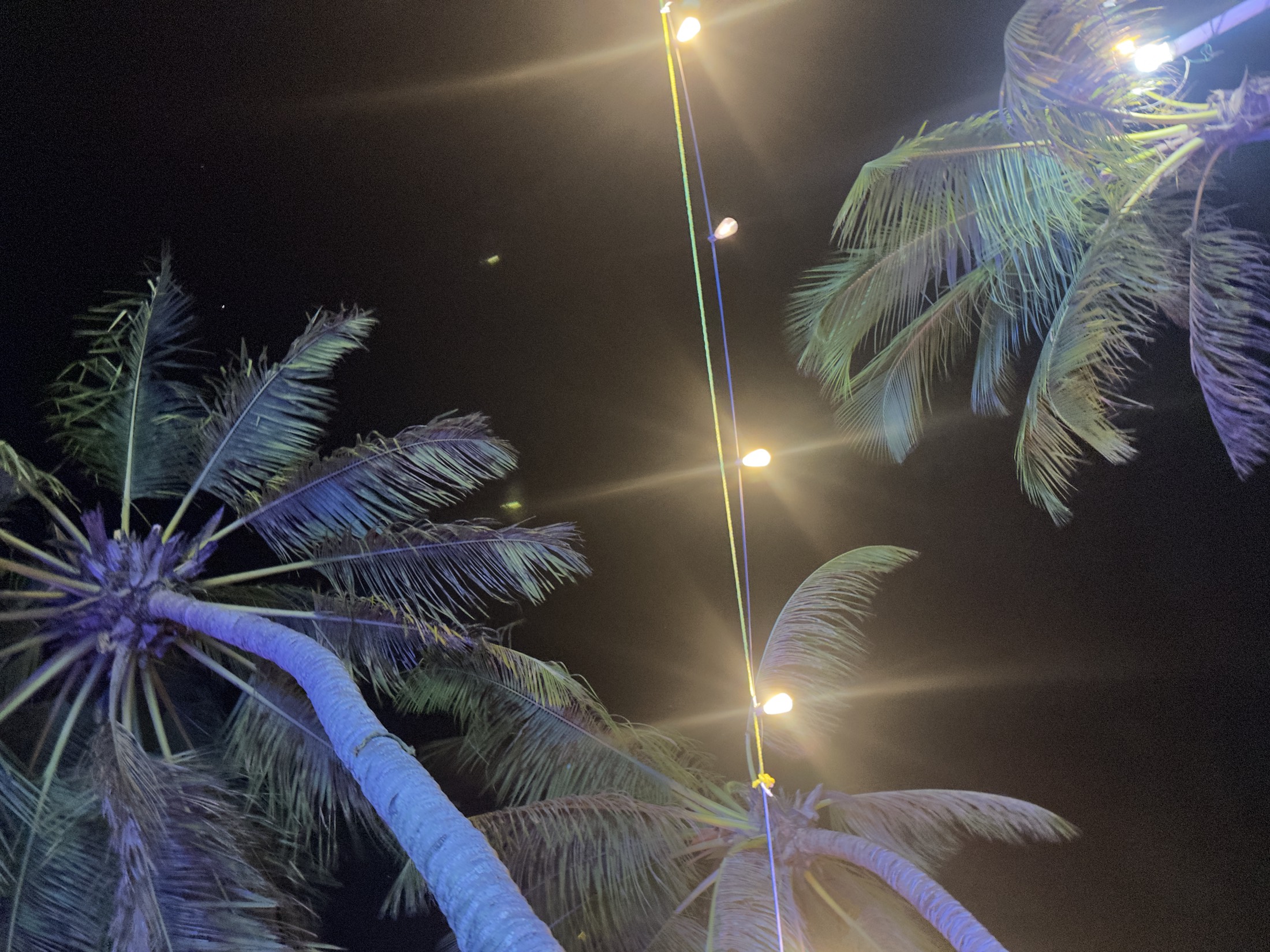 Palms